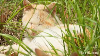 春天草丛中未成年小猫狸花猫
